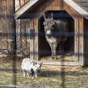 Domestic Ass and Hog