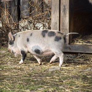 New Resident - Domestic Hog