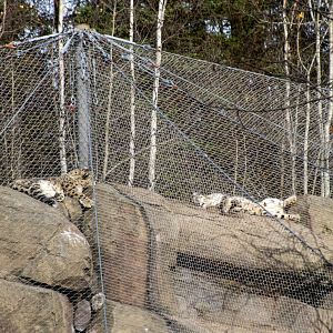 Snow Leopards