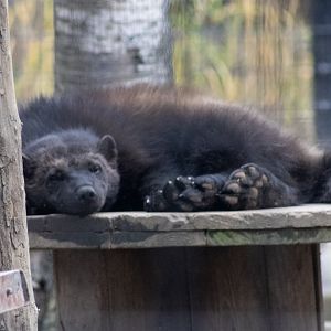 Wolverine - Good look at its paws.