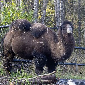 Bactrian Camel