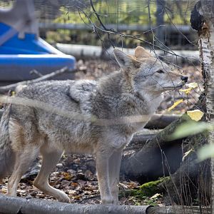 Coyote