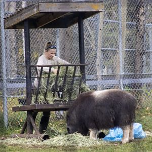 Keeper with Musk Ox Calf