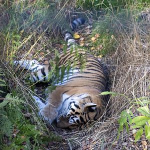 Tiger in the long grass.  So still and quite, numerous guest did not notice the Tiger until she was pointed out to them