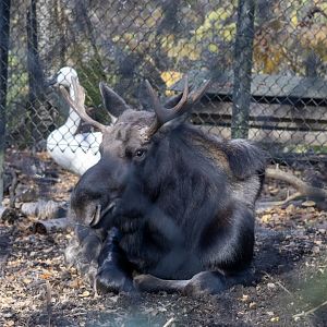 Moose and Trumpeter Swan