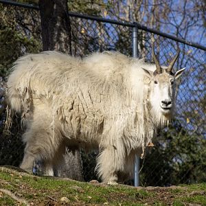 Mountain Goat