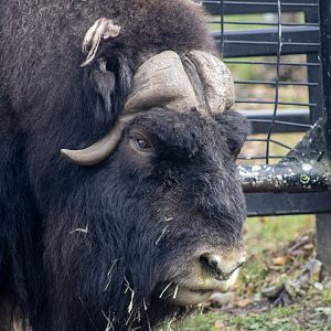 Musk Ox