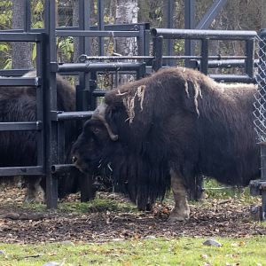Musk Ox bull and cow being kept seperated