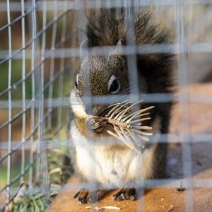 American Red Squirrel