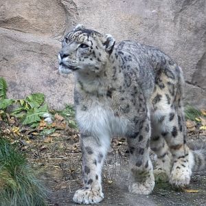 Snow Leopard
