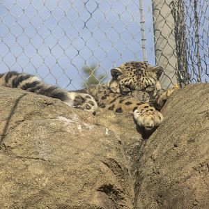 Snow Leopard