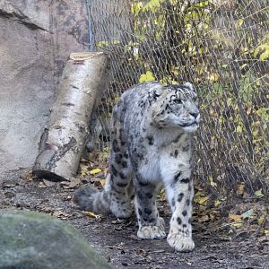 Snow Leopard