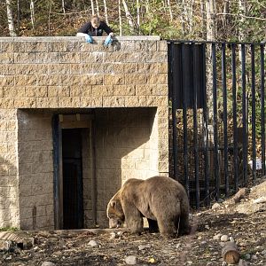 Brown Bear interaction with Keeper