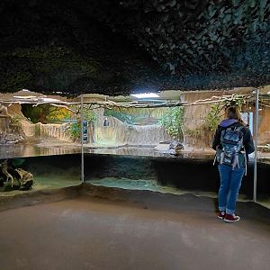 Cuvier's dwarf caiman exhibit
