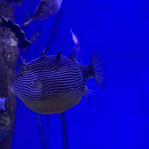 Shaw's cowfish