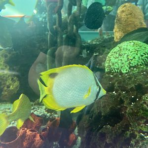Spotfin butterflyfish