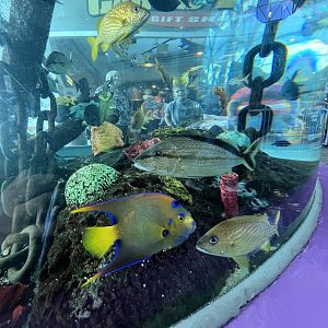 Various Caribbean fish species