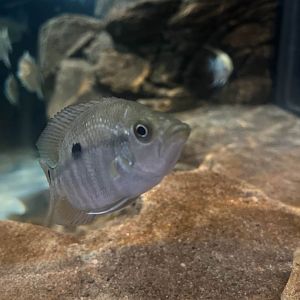 Unknown cichlid