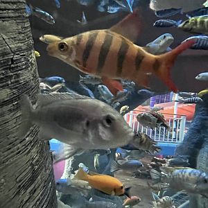 Longsnout distichodus and unknown mbuna