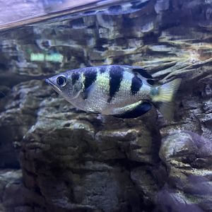 Banded archerfish