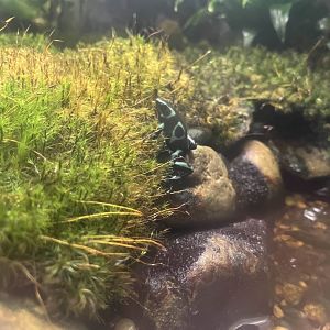 Green and black poison dart frog