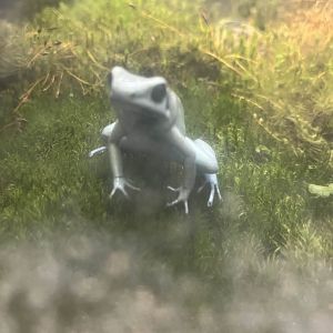 Golden poison dart frog