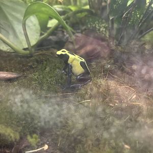 Dyeing poison dart frog