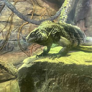 Rock iguana