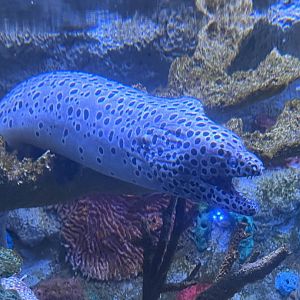 Spotted moray