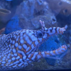 Dragon moray eel