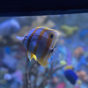 Copperband butterflyfish