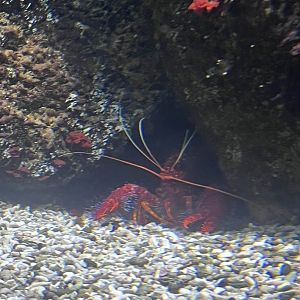 Red reef lobster
