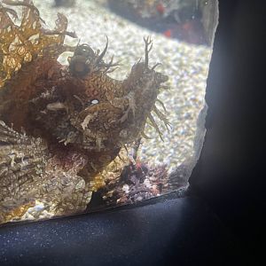 Scorpaenidae stack