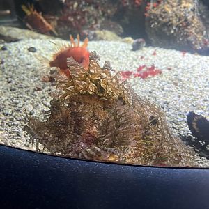 Weedy scorpionfish