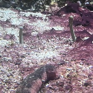 Spotted garden eels/Pink and black sea cucumber