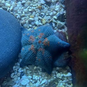 Blue bat star?