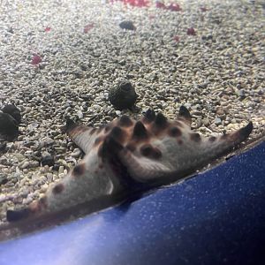 Chocolate chip sea star