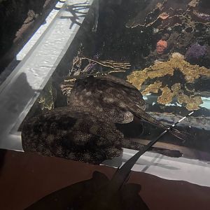 Various stingrays