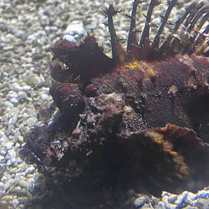 Demon stinger profile