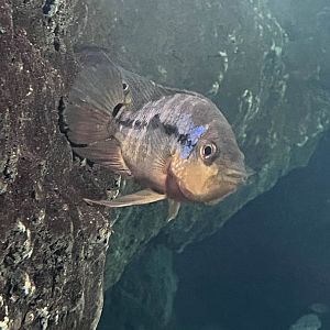 Unknown cichlid