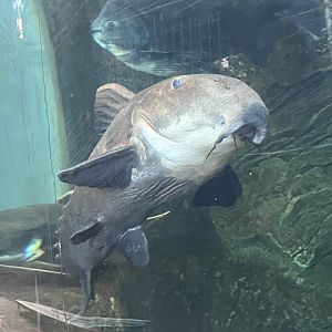 Ripsaw catfish