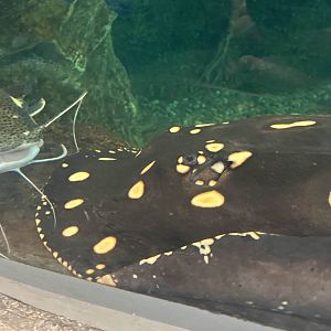 Bigtooth river stingray/Red-tailed catfish