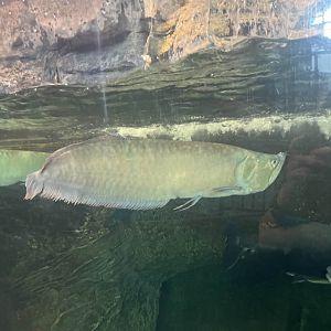 Silver arowana