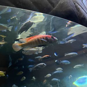 Makobe Island haplochromis