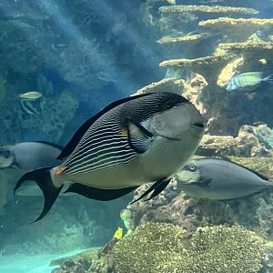 Sohal surgeonfish