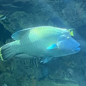 Humphead wrasse