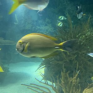 Eyestripe surgeonfish