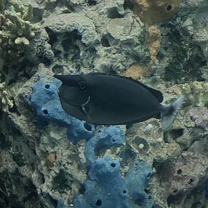 Short-nosed unicornfish
