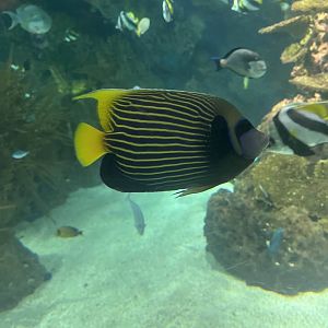 Emperor angelfish