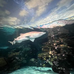 Sand tiger shark